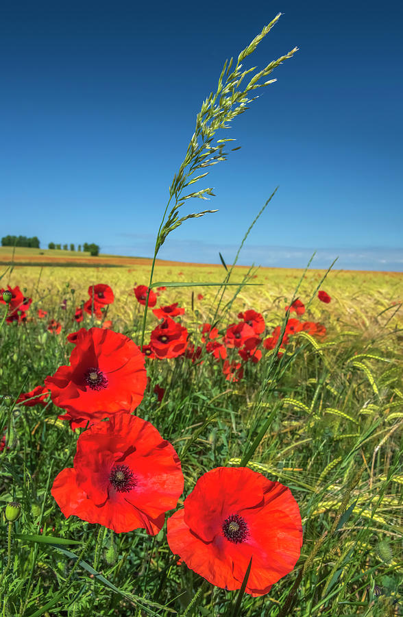 Poppy Field Photograph by Alan Copson