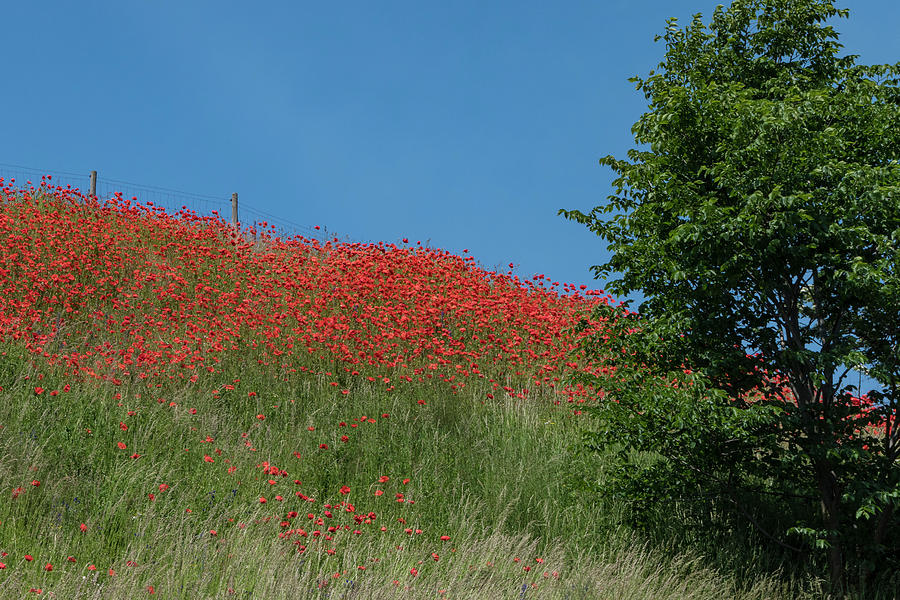 Poppy field Photograph by Alexander Farnsworth