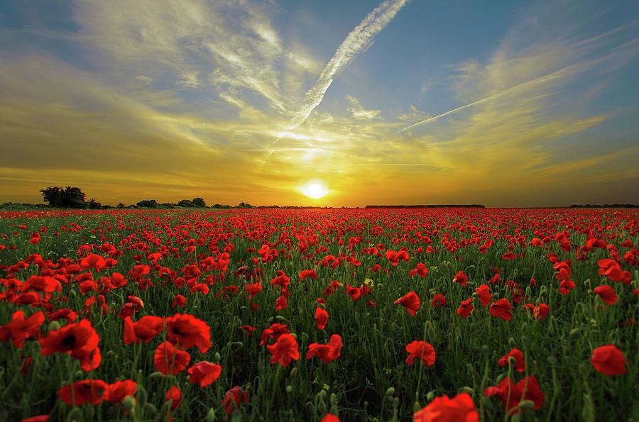 Poppy Field at Dawn Photograph by GRAAL Publishing - Fine Art America