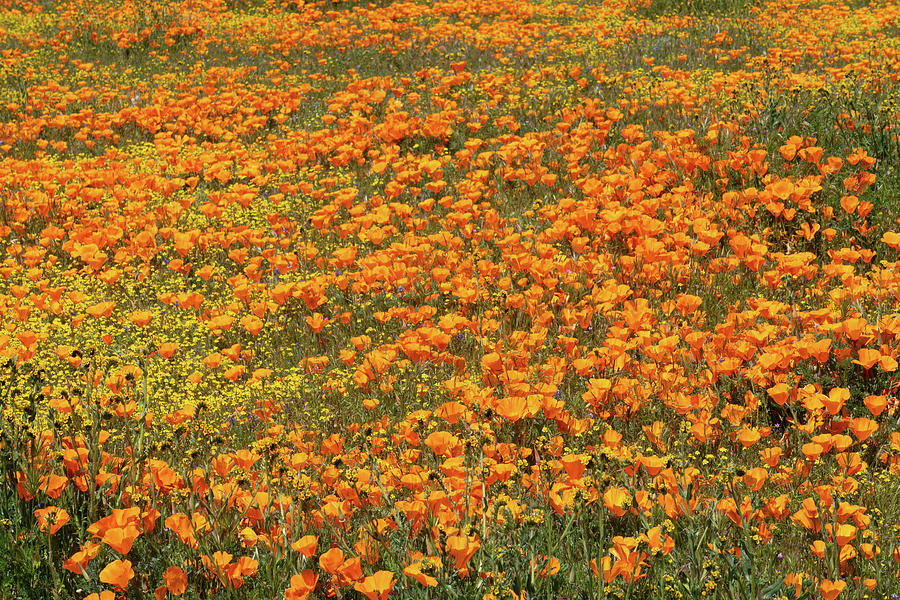 Poppy Field Photograph by Brett Harvey