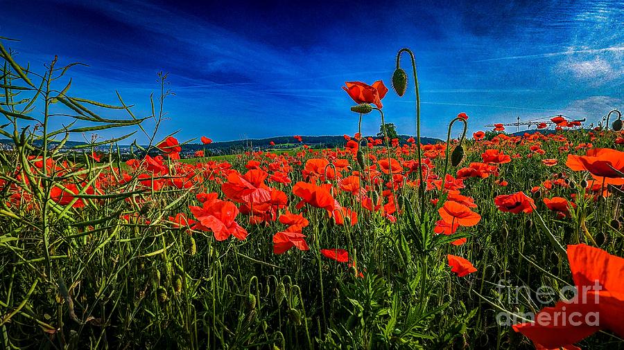 Poppy Field Photograph by Claudia Zahnd-Prezioso