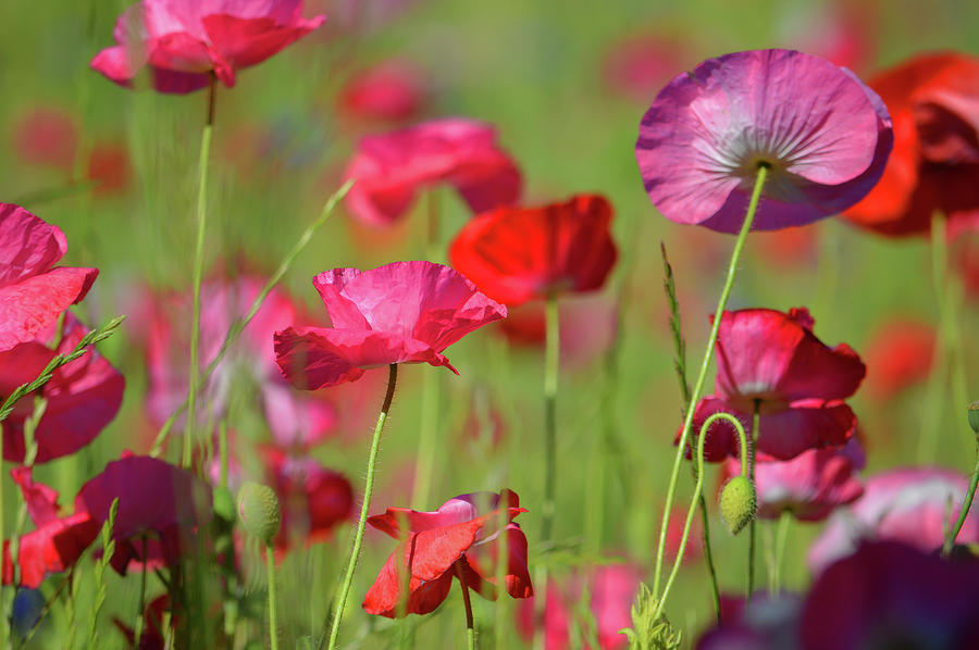 Poppy Field Photograph by Dianne Cowen Cape Cod and Ocean Photography ...