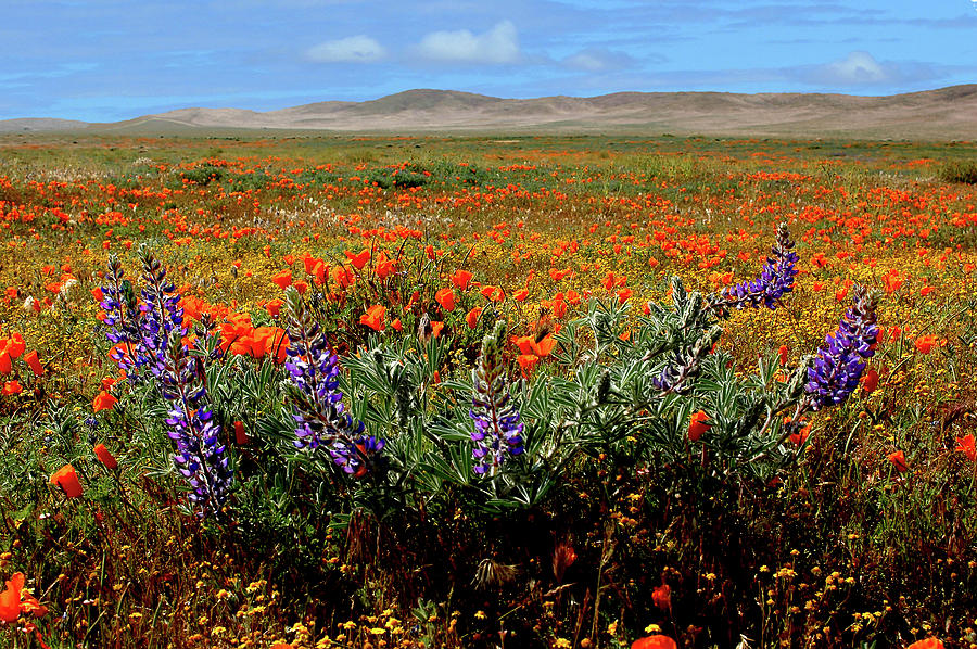 Poppy Field Photograph by Engle Meredith Poppy Field Photograph by Engle Meredith