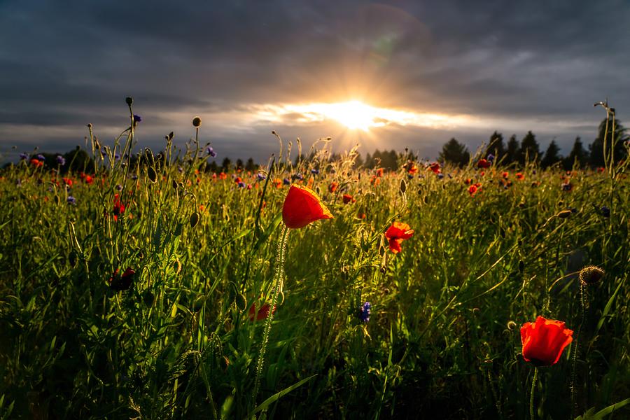 Poppy Field Fennville Michigan Photograph By Molly Pate Fine Art America   Poppy Field Fennville Michigan Molly Pate 