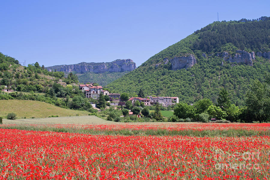 Poppy field France Photograph by Bryan Attewell