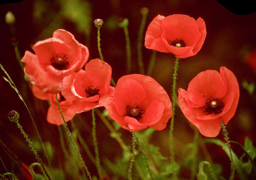 Poppy Field Photograph by Gordon James