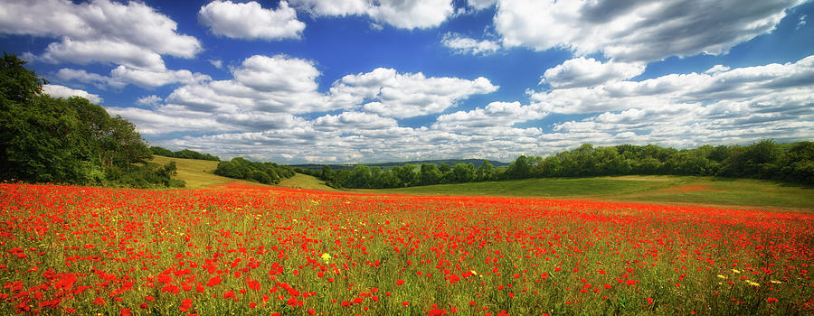 Poppy Field in England UK Photograph by John Gilham