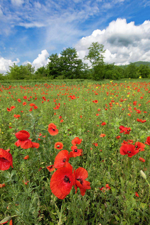 Poppy Field Photograph by Mircea Costina Photography - Fine Art America