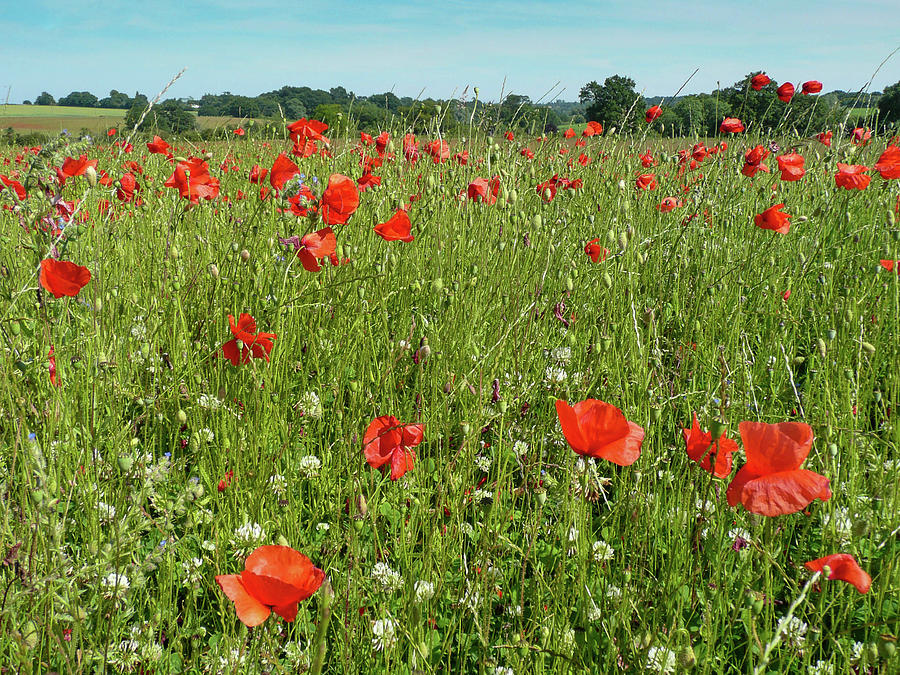 Poppy Field Photograph by Rob Hemphill