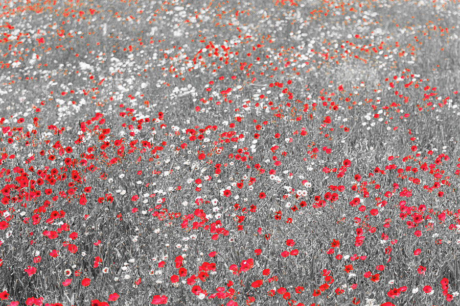 Poppy Field Photograph by Stuart Allen