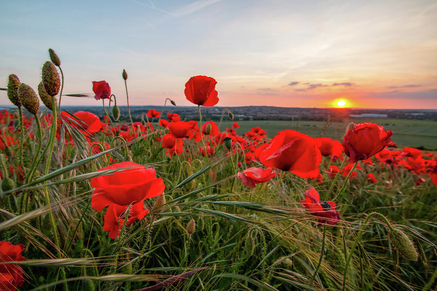 Poppy Field Sunset Photograph by Airpower Art