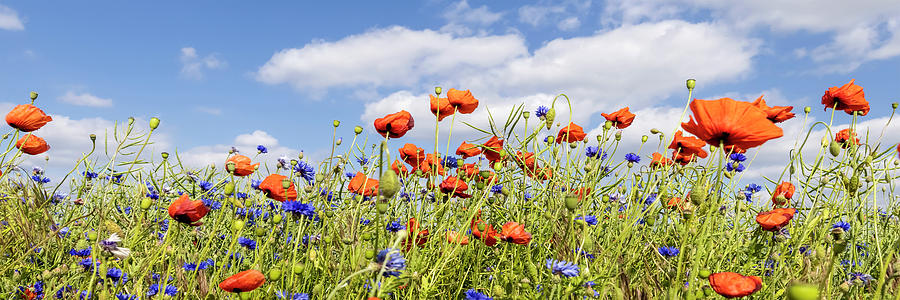 Poppy Photograph - Poppy Field with Cornflowers - Panorama by Melanie Viola