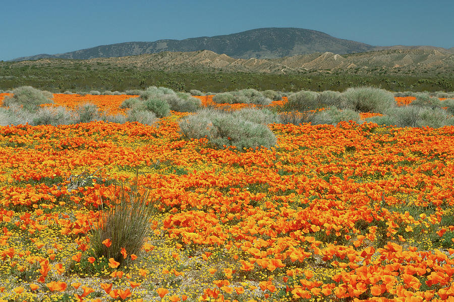Poppy Fields in Mojave Desert California Photograph by Ram Vasudev