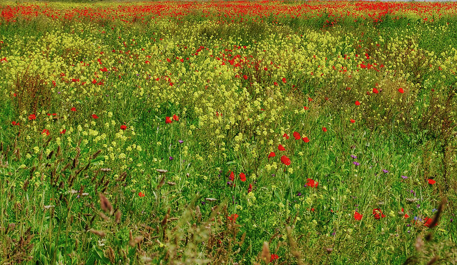 Poppy Fields Photograph by Judy Cuddehe