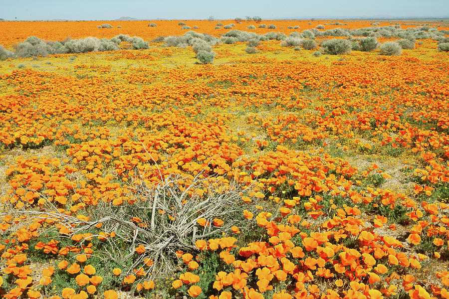 Poppy Fields Mojave Desert California Photograph by Ram Vasudev