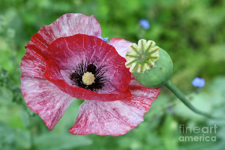 Poppy Photograph by Flavia Westerwelle