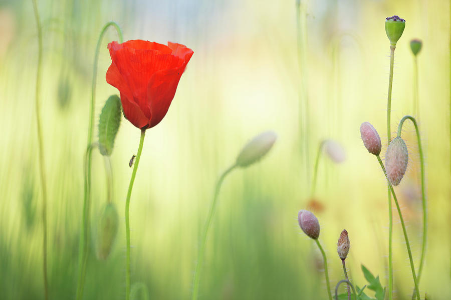 Poppy Flower Dream Photograph by Dirk Ercken