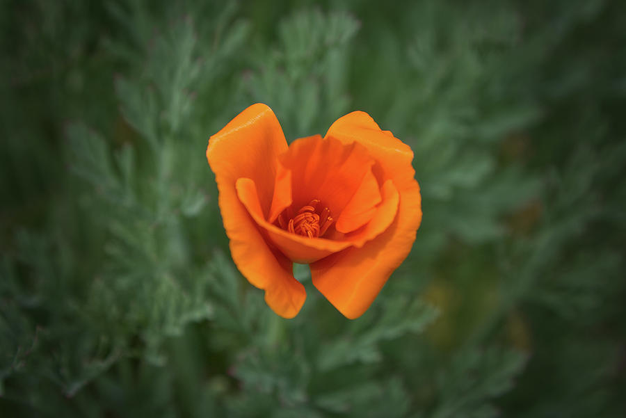 Poppy Flower Photograph by Loyd Towe Photography