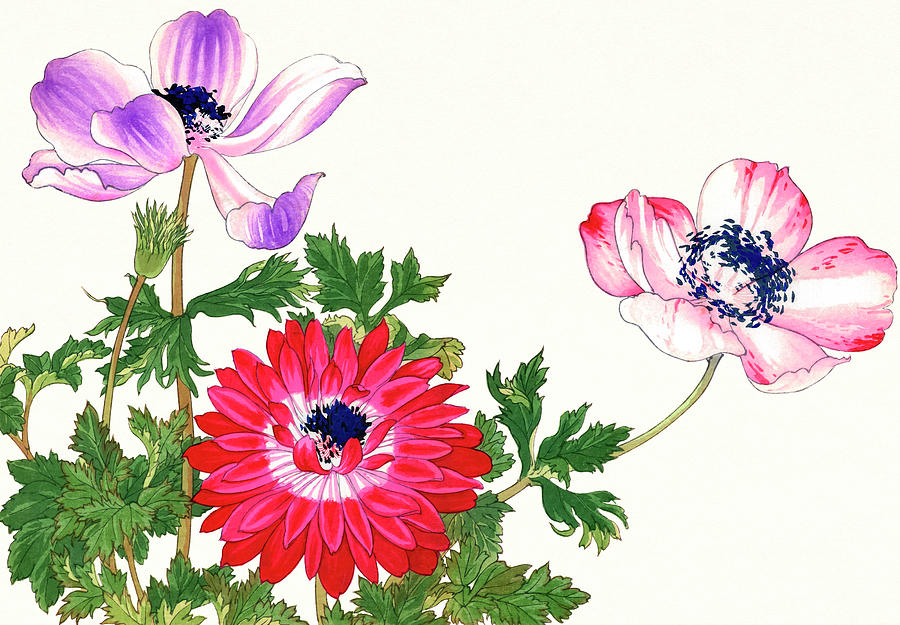 Poppy Flower Drawing
