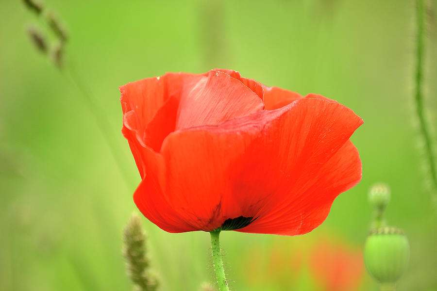 Poppy flower Photograph by Vanja Rosenthal - Fine Art America