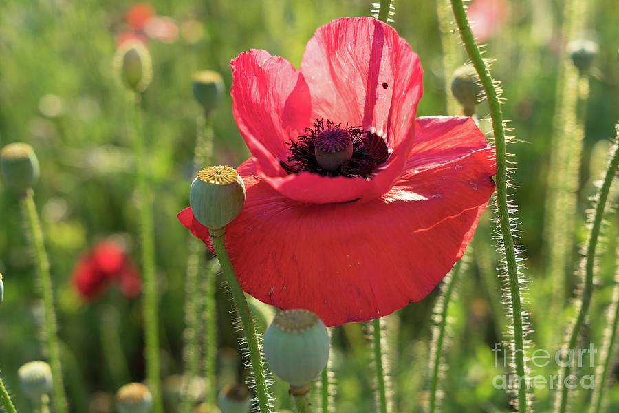 Poppy blossom with beauty spot Photograph by Adriana Mueller