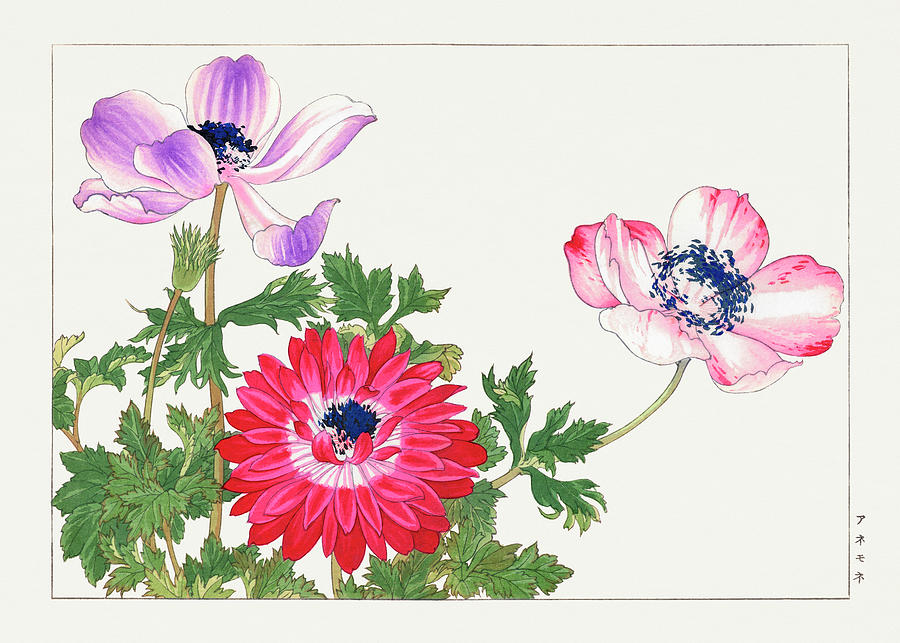 Poppy Flowers 2 - Ukiyo e art - Vintage Japanese woodblock art - Seiyo SOKA ZUFU by Tanigami Konan Digital Art by Studio Grafiikka
