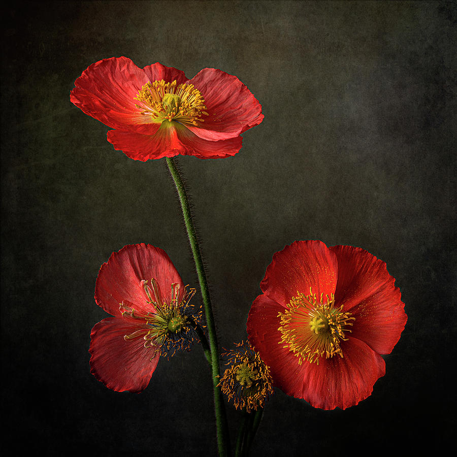 Poppy Flowers - Circle of Life Photograph by Lily Malor