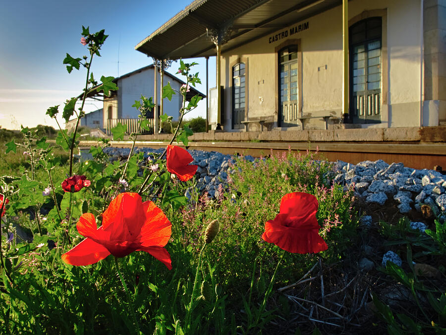 Poppy flowers in front an old train station Photograph by Angelo DeVal