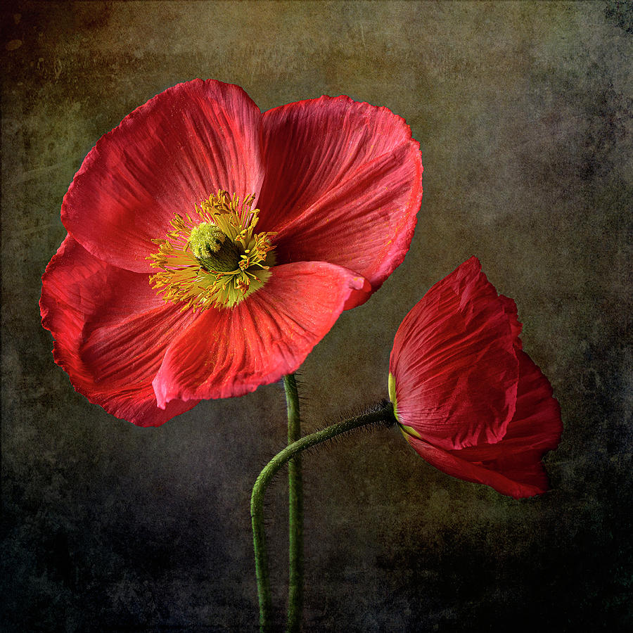 Poppy Flowers - In the Mood Photograph by Lily Malor