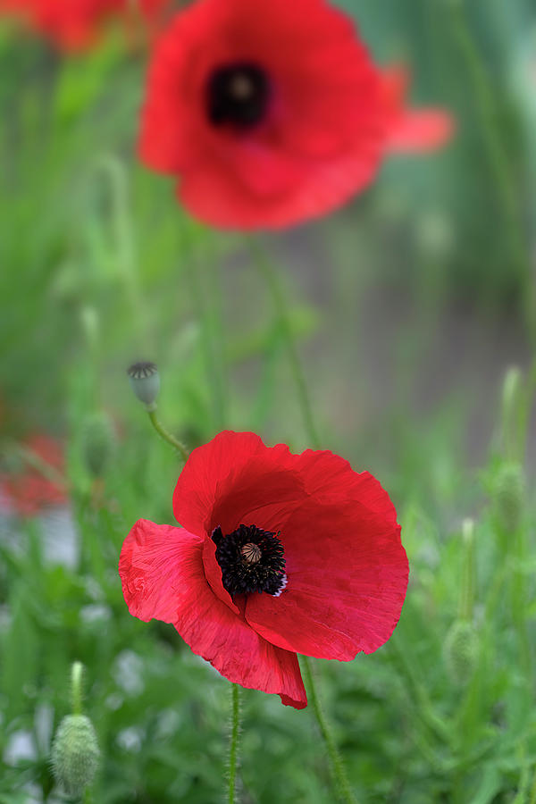 Poppy Flowers Photograph by Lily Malor
