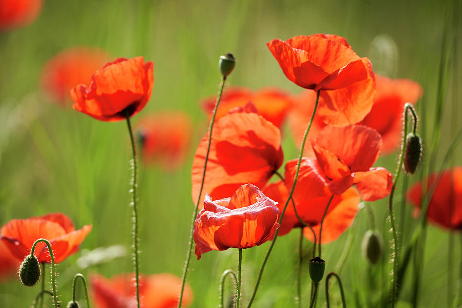 Poppy Flowers on grass Photograph by Johannes Marx - Fine Art America