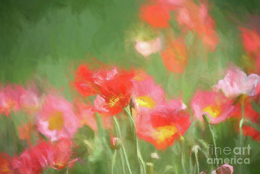 Poppy Flowers painting Photograph by Andrea Anderegg