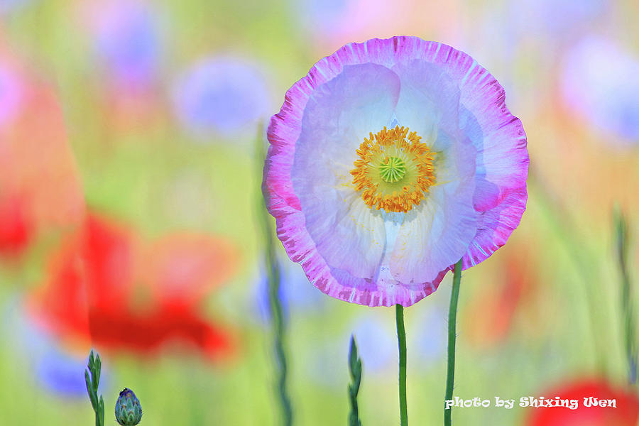 Poppy Flowers Photograph by Shixing Wen