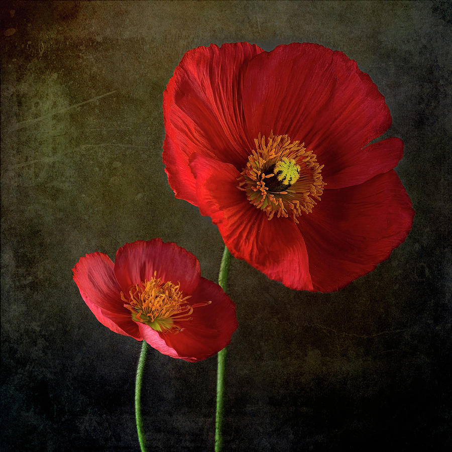 Poppy Flowers - Waiting for You Photograph by Lily Malor
