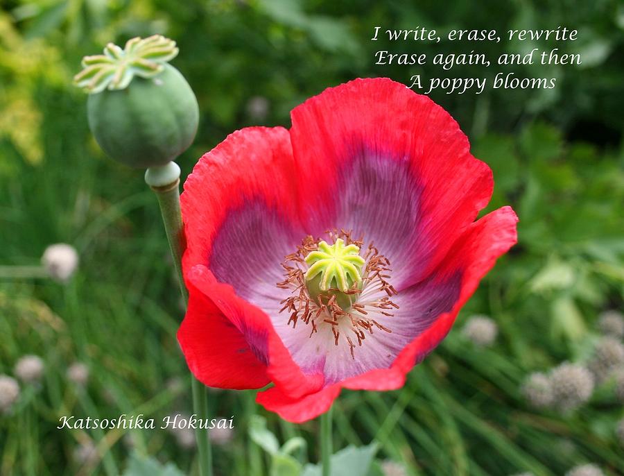 Haiku poppy Photograph by Nigel Radcliffe