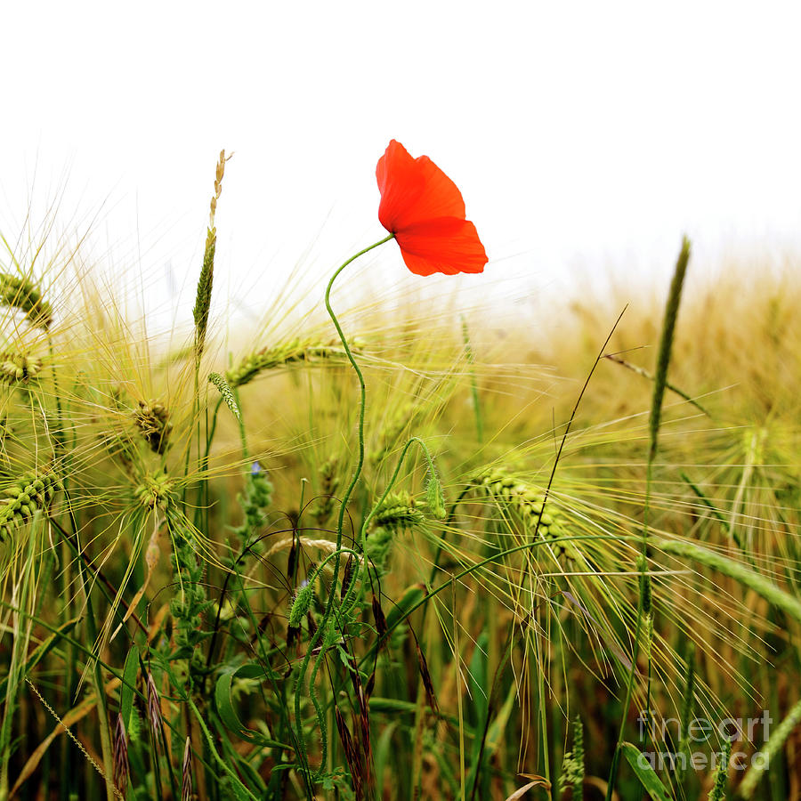 Poppy Photograph - Poppy in field of wheat by Bernard Jaubert