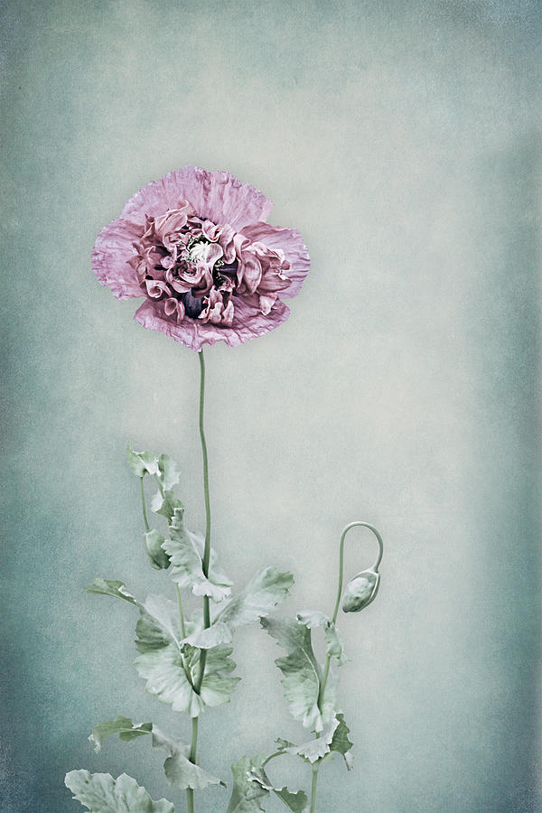 Poppy in Pastel Photograph by Maggie Terlecki