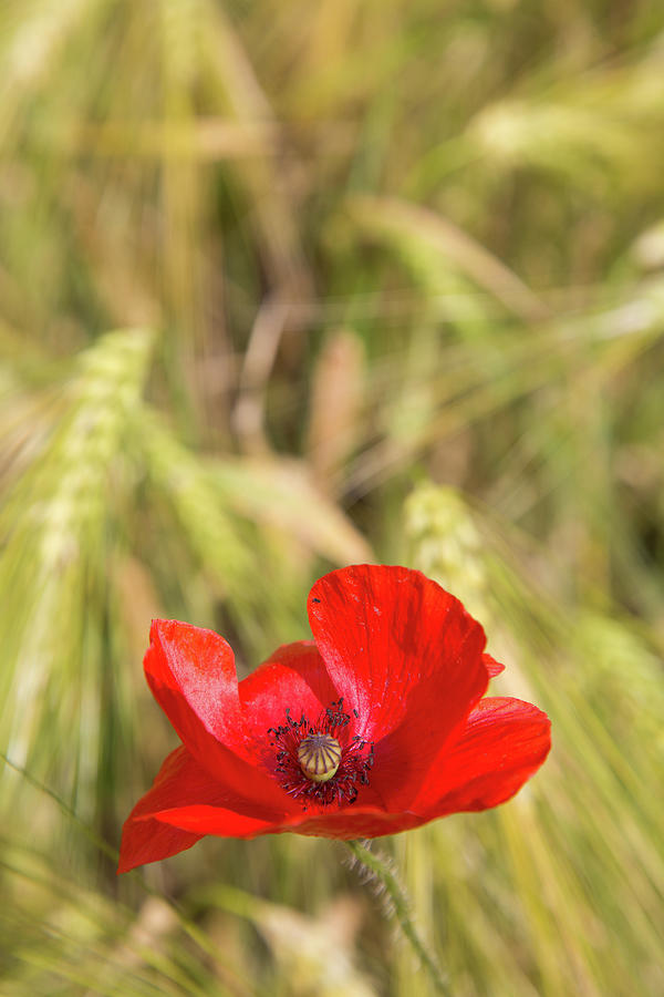 Poppy in the barley field Photograph by Karen Kaspar