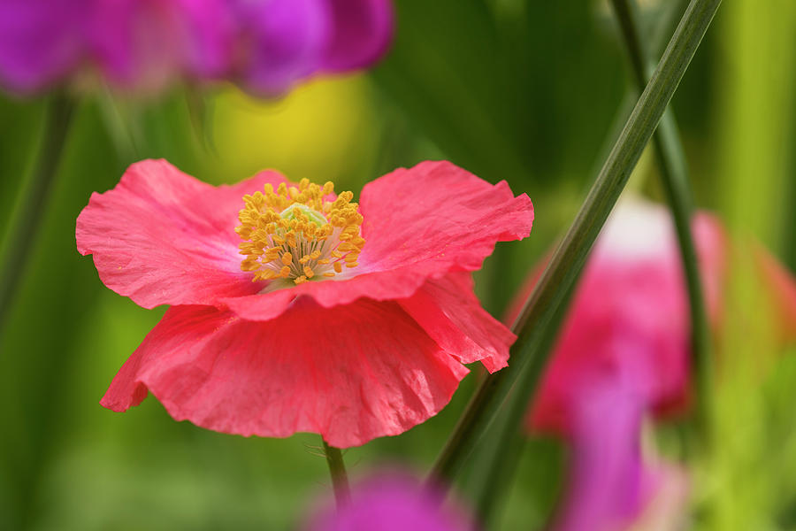 Poppy in the Garden Photograph by Robert Potts