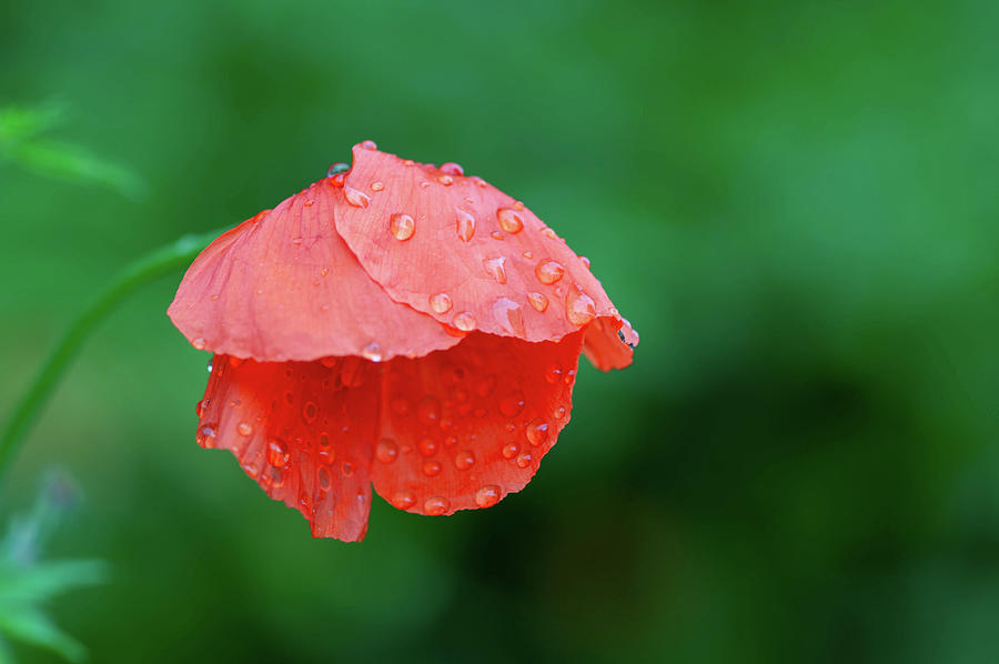 Poppy In The Rain Photograph