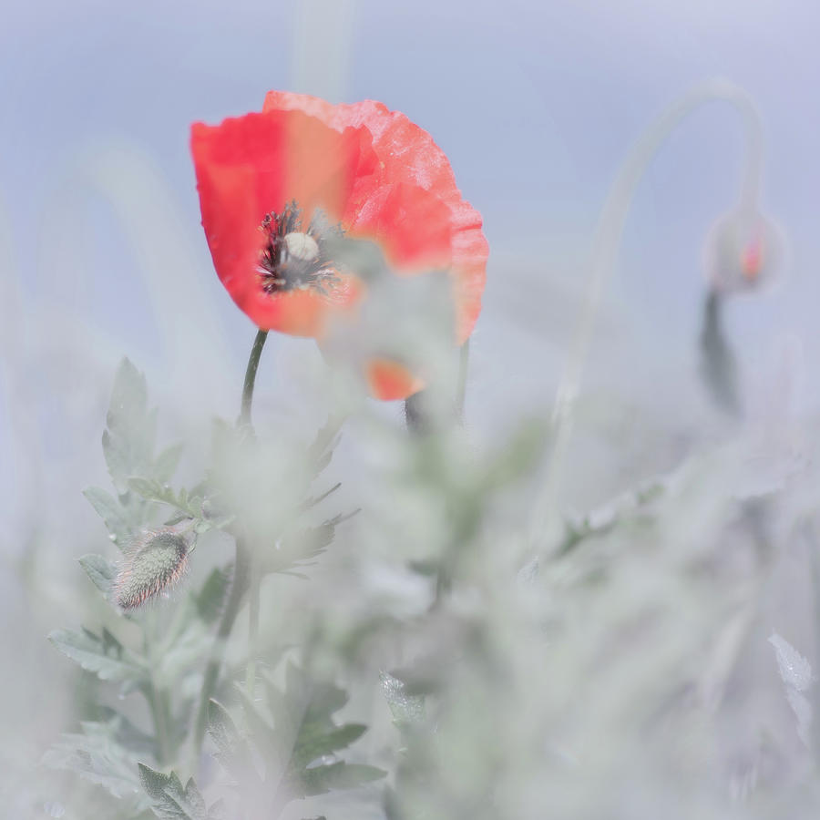 Poppy Photograph by Jean Gill