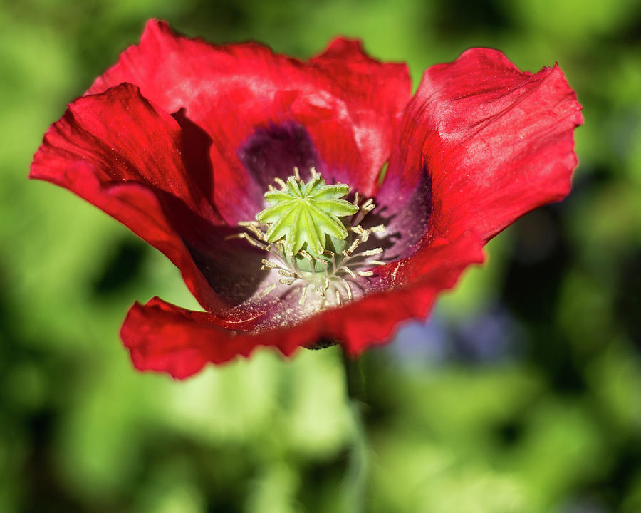 Poppy Photograph by Jeff George - Fine Art America