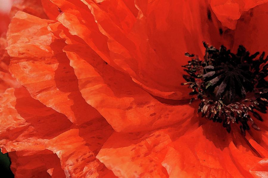 Poppy Photograph By Julia Van Stone - Pixels