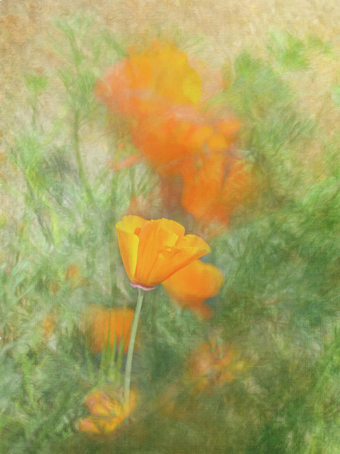 Spring Digital Art - Poppy Landscape by Terry Davis