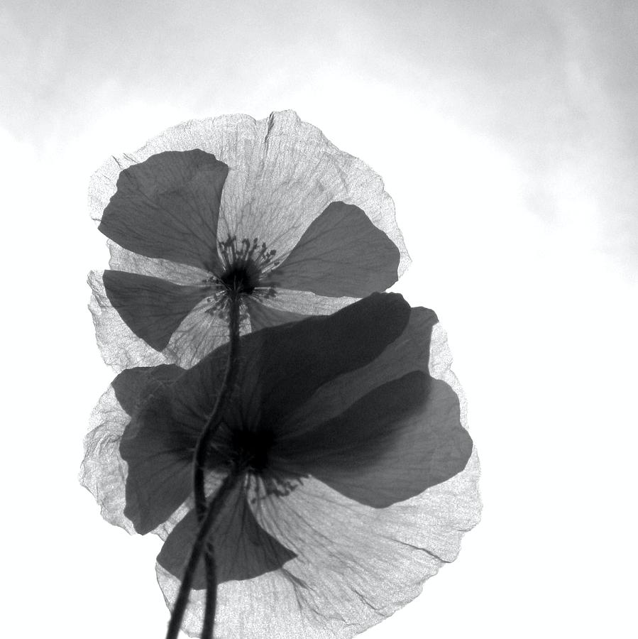 Poppy Love - Black and White Photograph by Marianna Mills