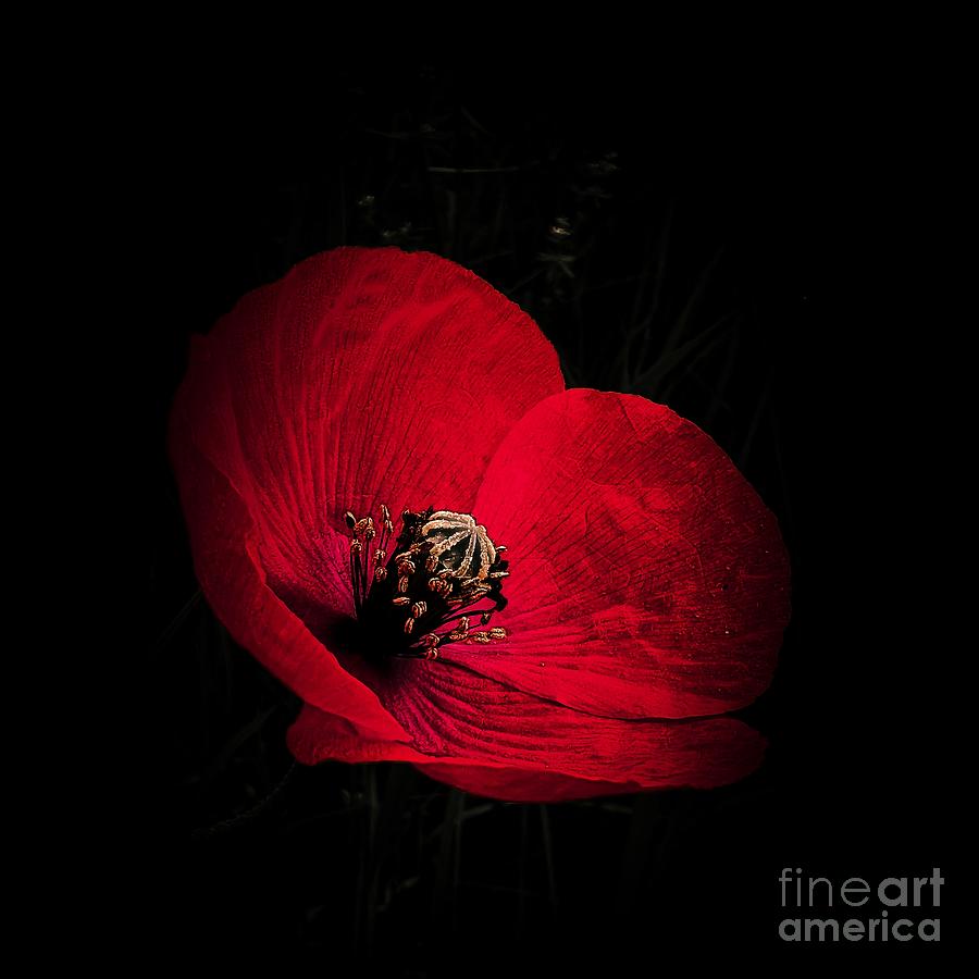 Poppy Photograph - Poppy On Dark Background by Claudia Zahnd-Prezioso