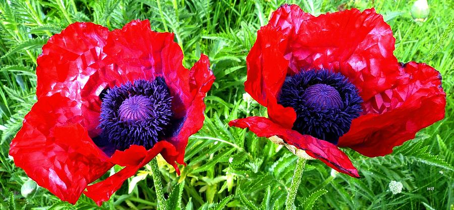 Poppy Partners Photograph by Will Borden