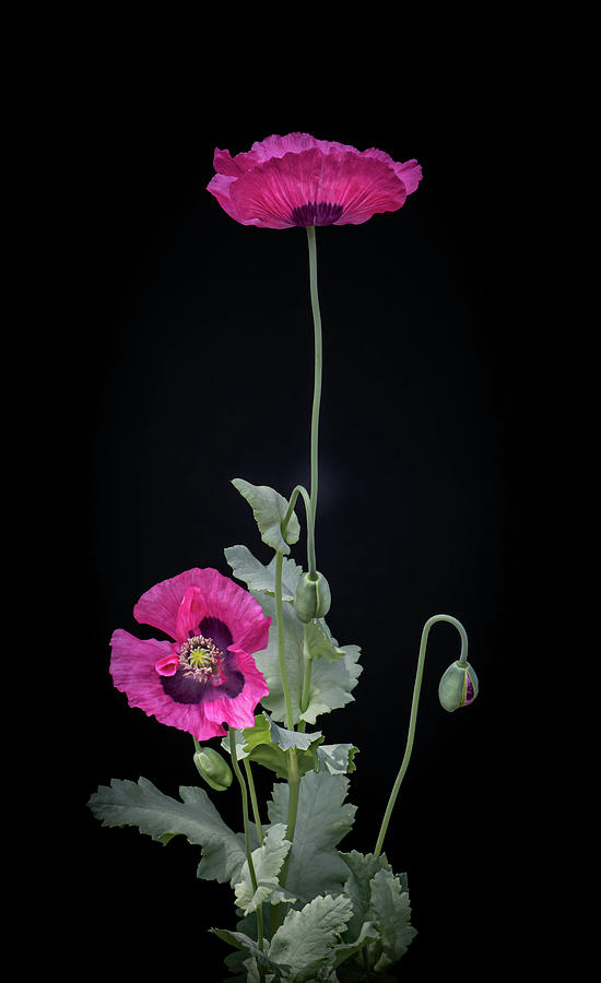 Still Life Photograph - Poppy Passion by Maggie Terlecki