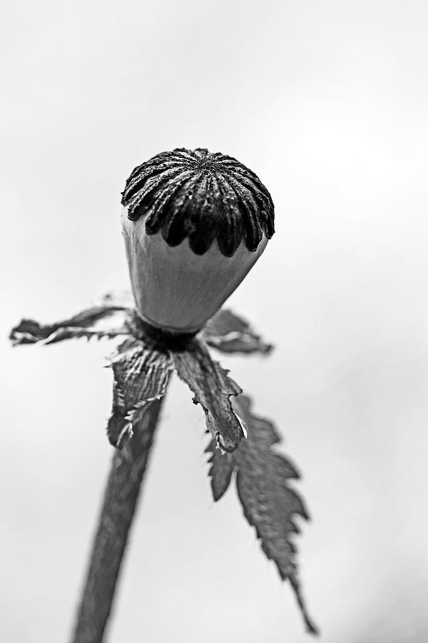 Poppy Pod Black And White Photograph by Debbie Oppermann