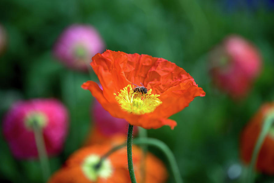 Poppy Pollination Photograph